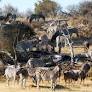 Removing southern African fences may help wildlife, boost economy