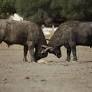 Watch Two Giant Buffalo Go Head-to-Head in the Water in a Surprising Show of Strength