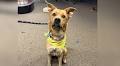 Cairo, the cattle dog, is searching for an adventure buddy