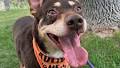Have a buddy adventure with an adoptable dog this Saturday