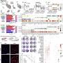 Transcriptomic signatures of IPF in ALI-cultured airway cells and their therapeutic implications