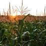Virginia House Delays Action on Bill Banning Paraquat