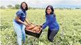 Govt floats Gwayi-Shangani tender