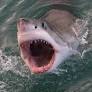 Why Sharks Sometimes Bite Surfers By Mistake