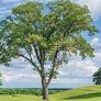 Historic Hewitt family tree removed from TPC Deere Run