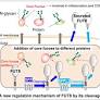 Decoding immune system cellular pathways one enzyme at a time