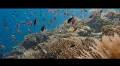 Enjoy wonders of the ocean with famed naturalist in new nature documentary: How to watch