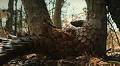 I Expected A Nature Documentary From Netflix’s Pangolin: Kulu’s Journey, What I Got Was Deeply Personal
