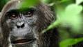 16 Incredible Nature Documentary Series and Movies to Stream Right Now