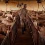 A Journey in Motion: Why Stewardship Never Reaches a Destination at Trails End Farm