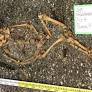 Ancient Filipino skeleton reveals a rare hip condition further complicated by scurvy