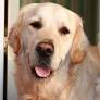 Peace of Mind Dog Rescue cancels older dog project in Carmel Valley