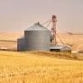 Grain and Oilseed futures and options
