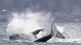 Seal escapes hunting orcas by jumping onto photographer’s boat in dramatic video