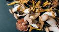 Researchers explore mushrooms as potential replacements for semiconductor chips