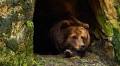 30 Hibernation Activities For Preschool: Videos, Books, Art Projects, Games, And Printables