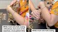 How chihuahua defies breed's bad rep at vets melts hearts: 'patient little