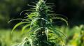 Hemp crackdown in deal to reopen government could be 'death sentence' for Kentucky farms