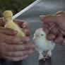 Don't gift children chicks, ducklings for Easter. Here's why