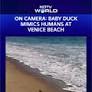 On Camera: Baby Duck Mimics Humans At Los Angeles' Venice Beach