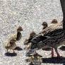 Good Samaritans save trapped ducklings in downtown Harrisonburg