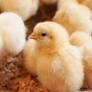 Oregon health officials warn against giving baby chicks, ducklings as Easter gifts due to salmonella risk