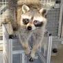 Raccoons solve puzzles for the fun of it, new study finds