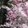 Gayla Christine Griswold Obituary February 25, 2026