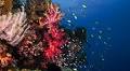 52 pro divers’ favourite local dive-sites