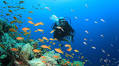Diving Into The Entrepreneurial Sea