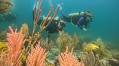 12 Things to KNOW Before Going Scuba Diving in Cozumel