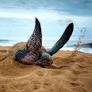 It's the size of a small car, has outlived the dinosaurs can dive a bonkers 1,000 metres down