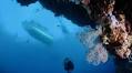 Diving Palau From The Luxurious Black Pearl Day 4