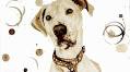 Dogs and coffee: The caffeinated, catchy art of Tony Allegretti