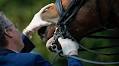 FEI Approves Stricter Dressage Blood Rule, Other Sport Updates
