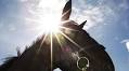 IRISH HORSE WORLD RESULTS: March 9th, 2024 08 March 2024 Free