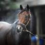 Iran war puts Dubai World Cup in jeopardy