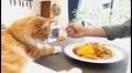 A Gorgeous Long-Haired Orange Cat Watches From Atop the Fridge While His Human Prepares Food