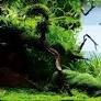 The perfect fish to look for when stocking an aquascape
