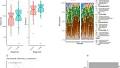 Functional alterations and predictive capacity of gut microbiome in type 2 diabetes