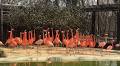 Tragic Loss of Animal Life at Smithsonian’s National Zoo