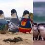 Dr Harry visits Phillip Island's little penguins
