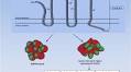 Emerging roles of CD133 in the treatment of gastric cancer, a novel stem cell biomarker and beyond
