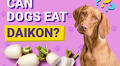 Can Dogs Eat Daikon? Vet-Approved Facts & FAQ