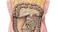 Scientists discover a new organ inside the human body (although its entire function remains a mystery)