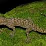 New bent-toed gecko species discovered in Assam