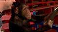 These Chimpanzees Reacting To iPad Magic is the Cutest Thing EVER