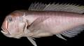 A New Fish Species Seems to Wear Red Face Paint, Similar to a Studio Ghibli Character