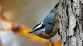 Tens of millions of birds will migrate through the St. Louis region now through October