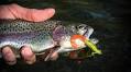 The Curly Tail Grub: A Freshwater Essential